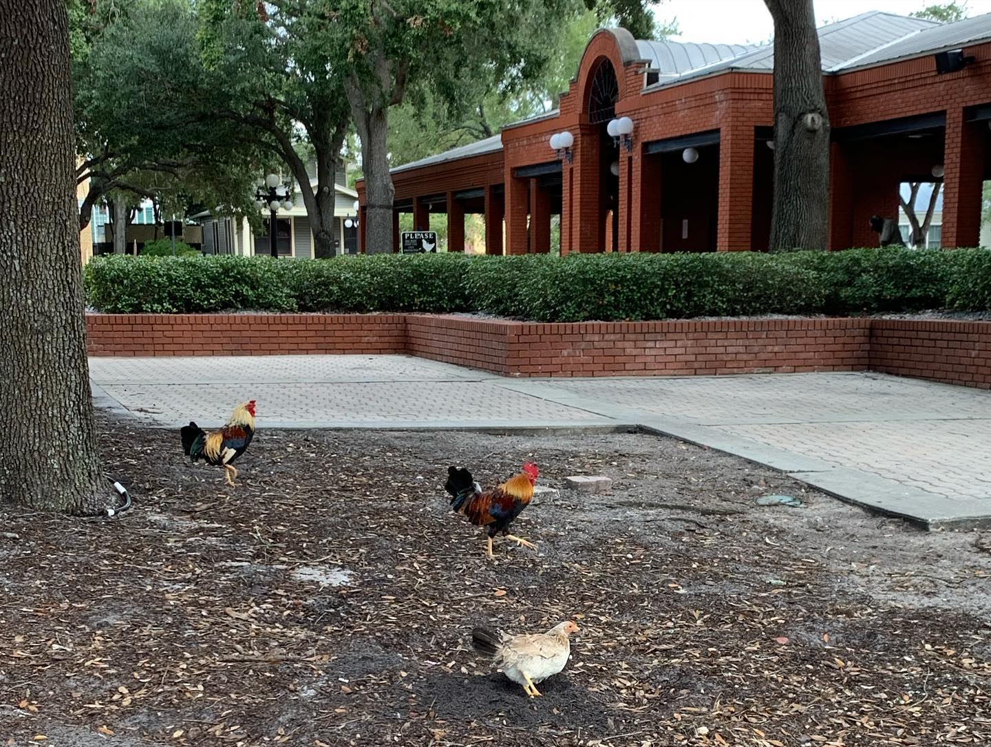 Ybor City roosters, FL