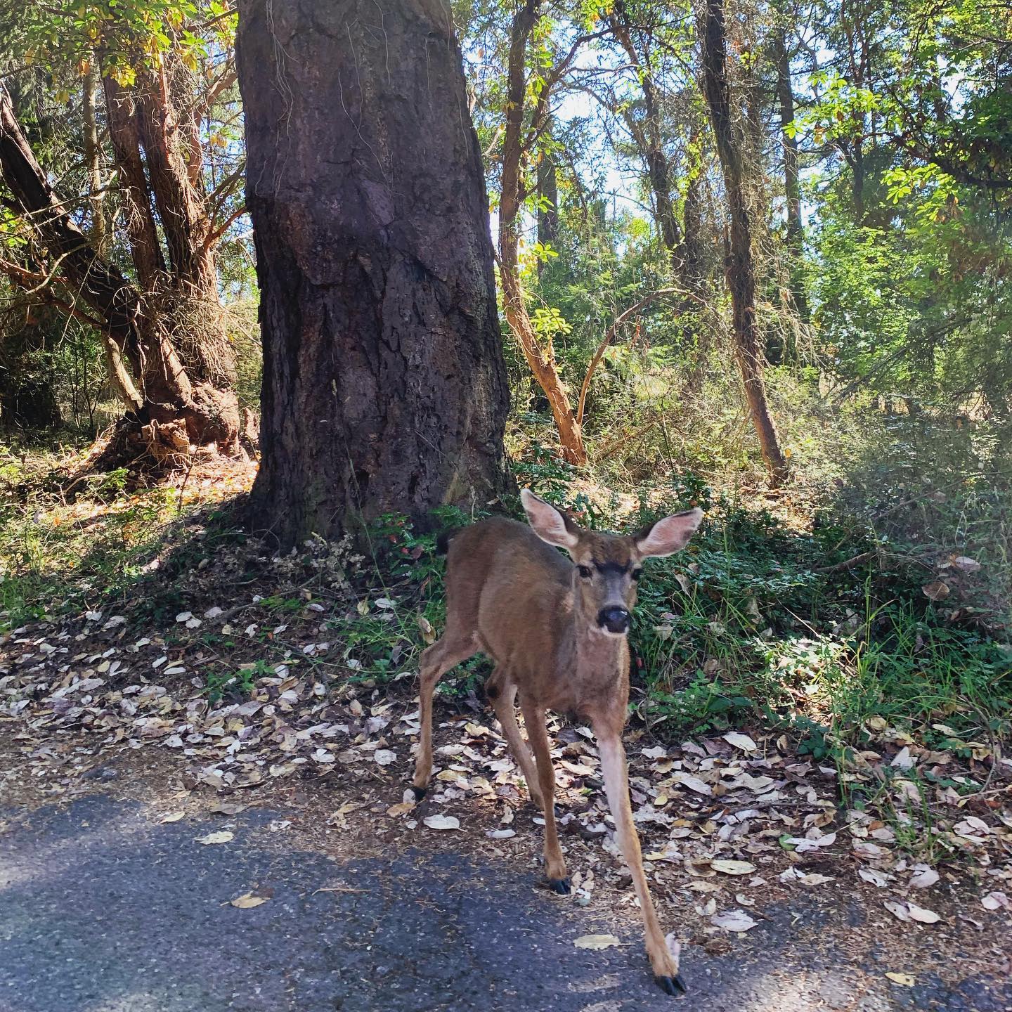 City of Anacortes deer, WA