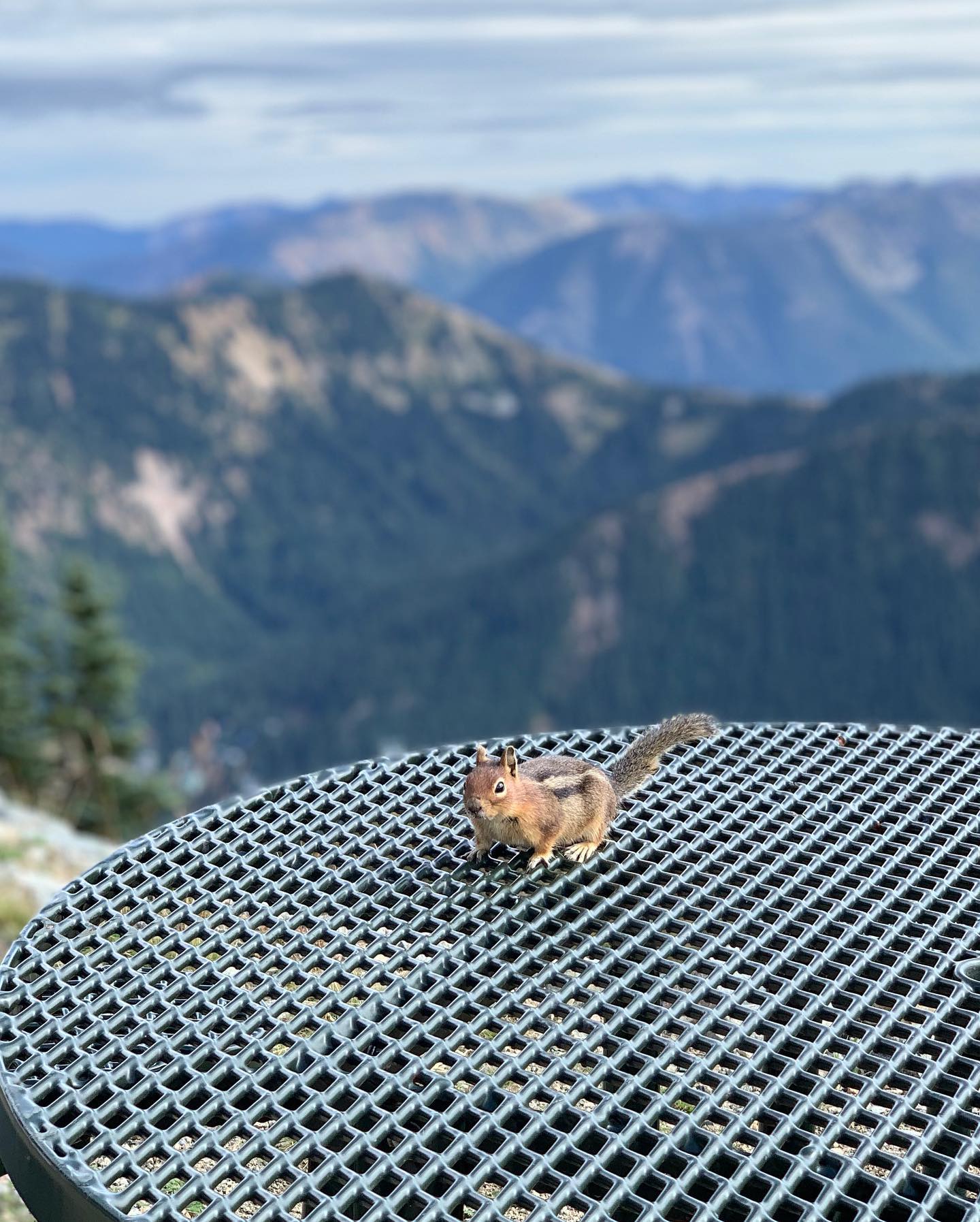 Crystal Mountain Resort Chipmunk, WA