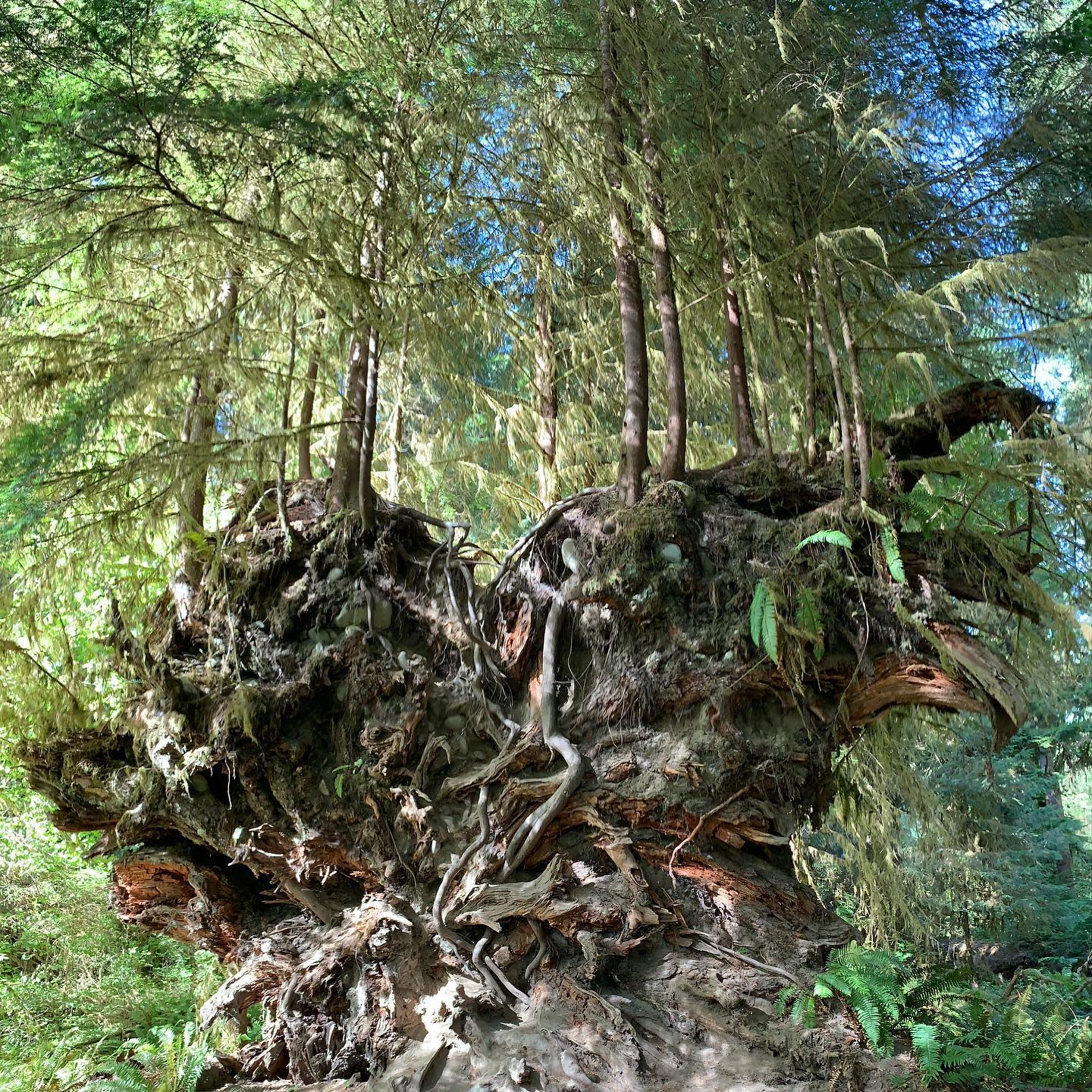 hoh-rain-forest-olympic-peninsula 1