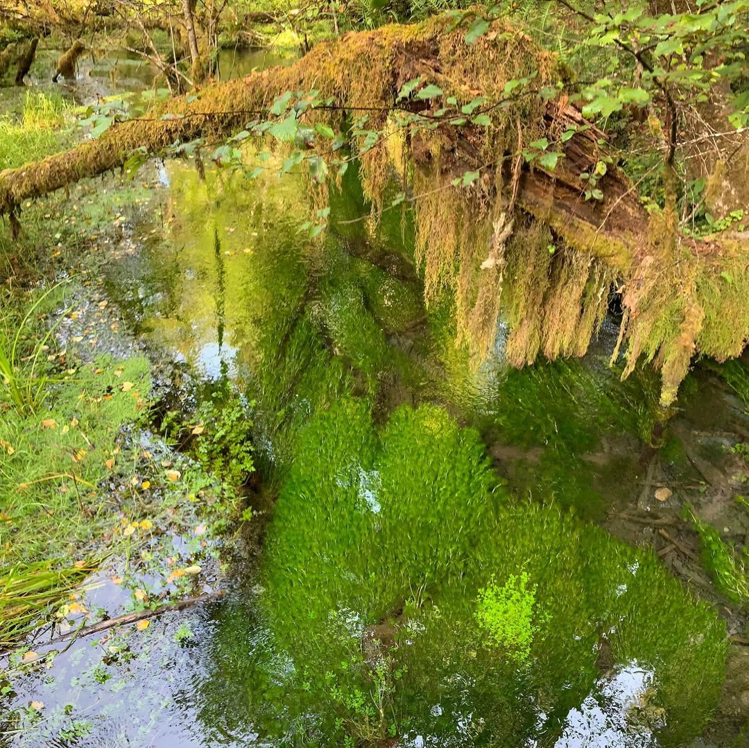 hoh-rain-forest-olympic-peninsula 2