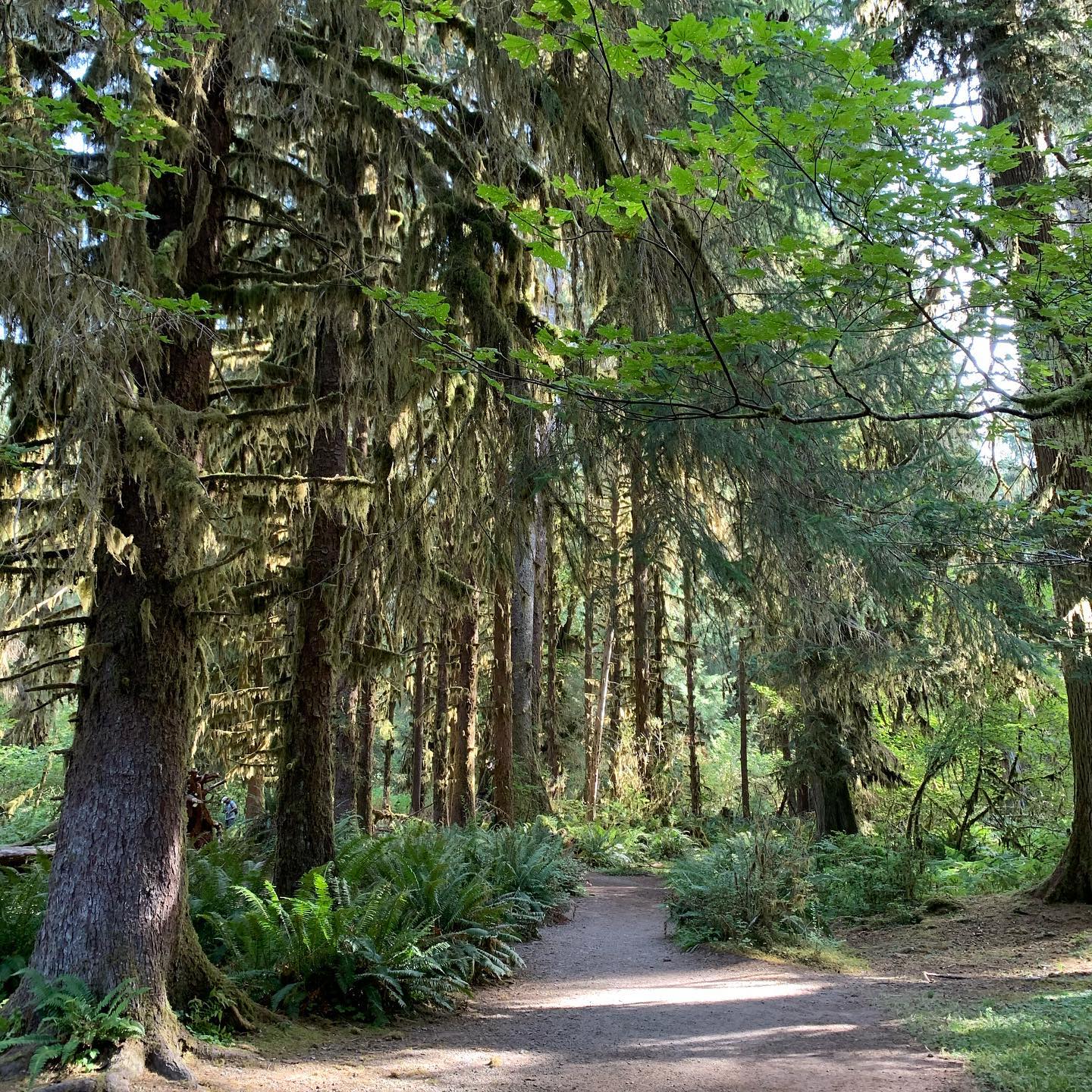 hoh-rain-forest-olympic-peninsula 3