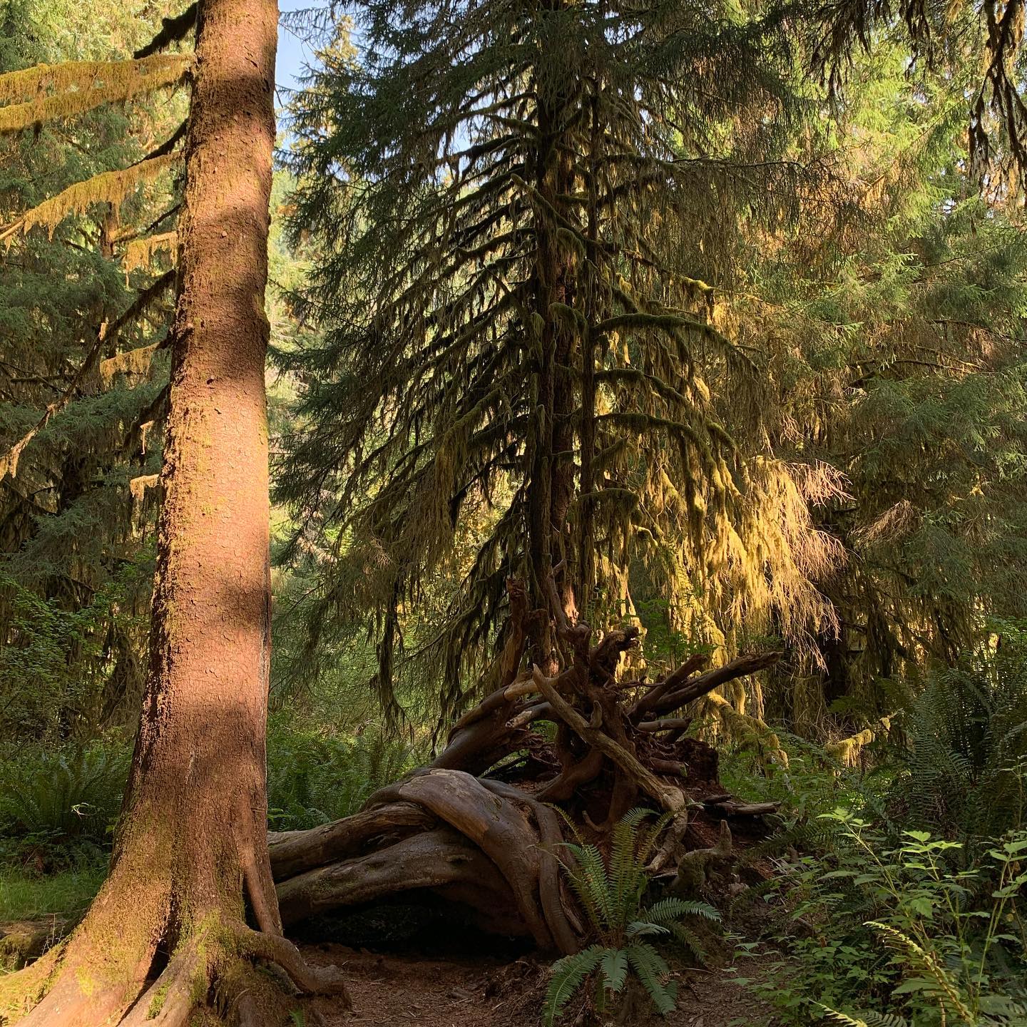 hoh-rain-forest-olympic-peninsula 4