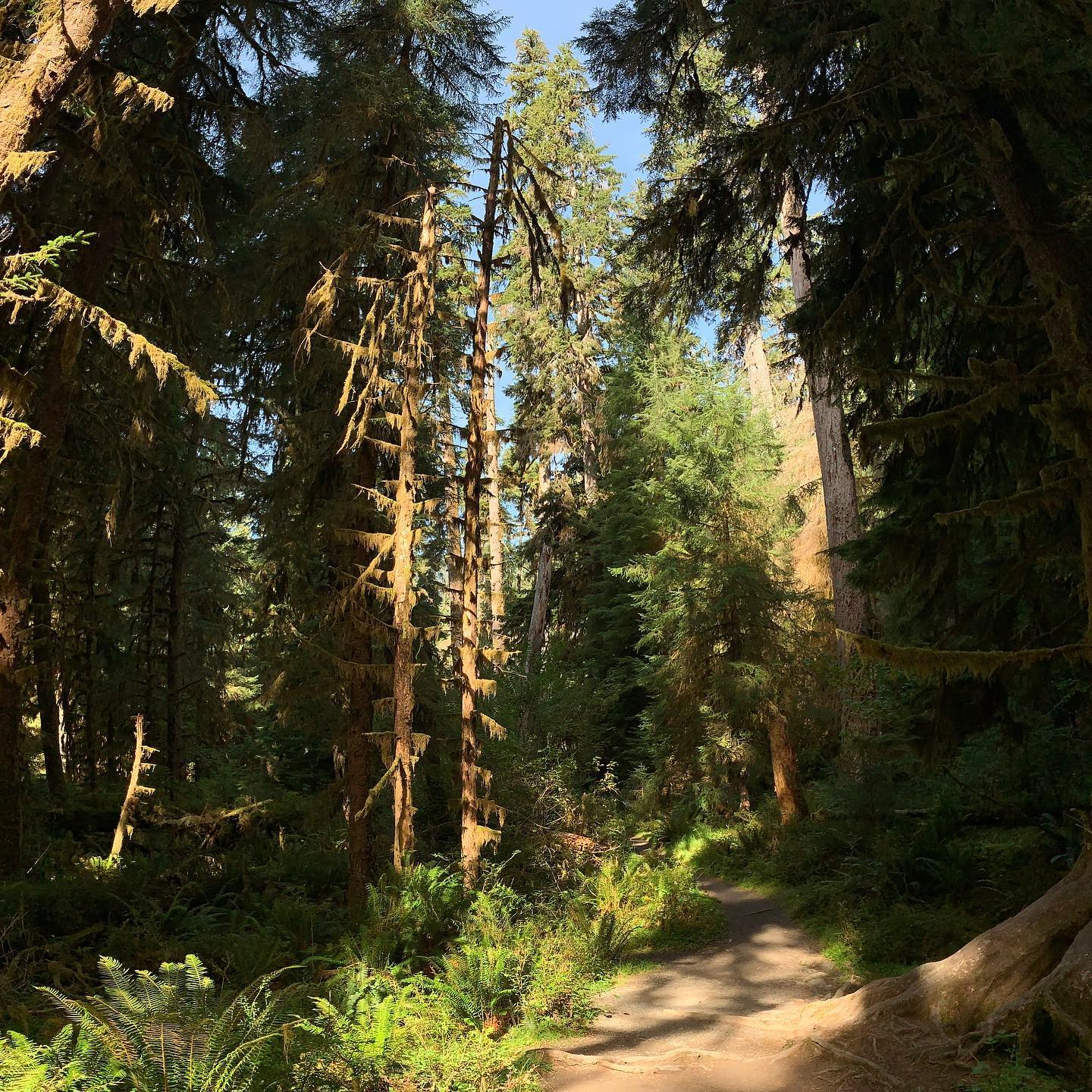 hoh-rain-forest-olympic-peninsula 5