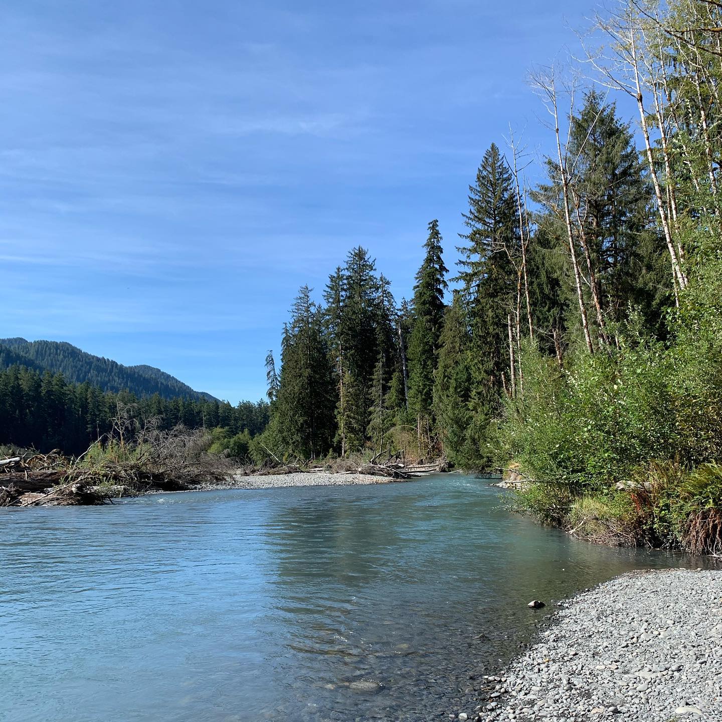 hoh-rain-forest-olympic-peninsula 6