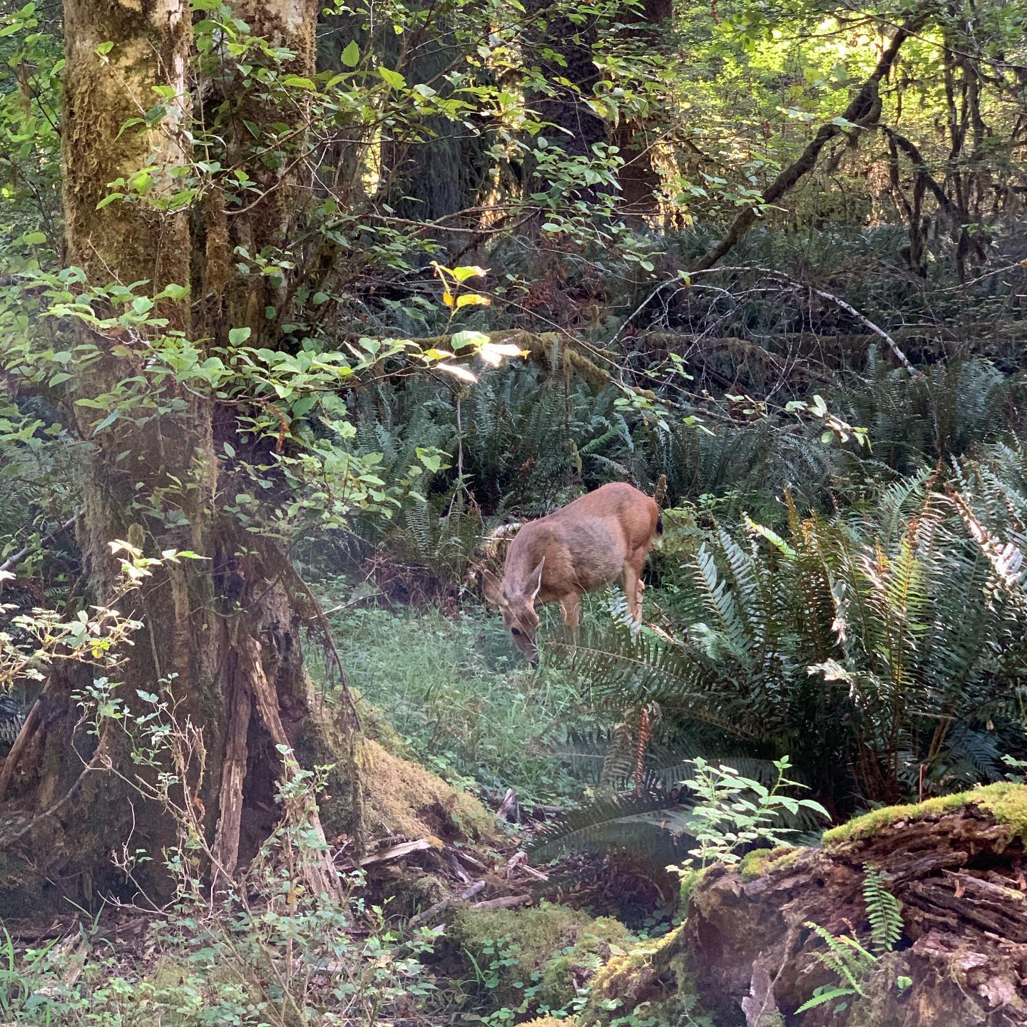 hoh-rain-forest-olympic-peninsula 7