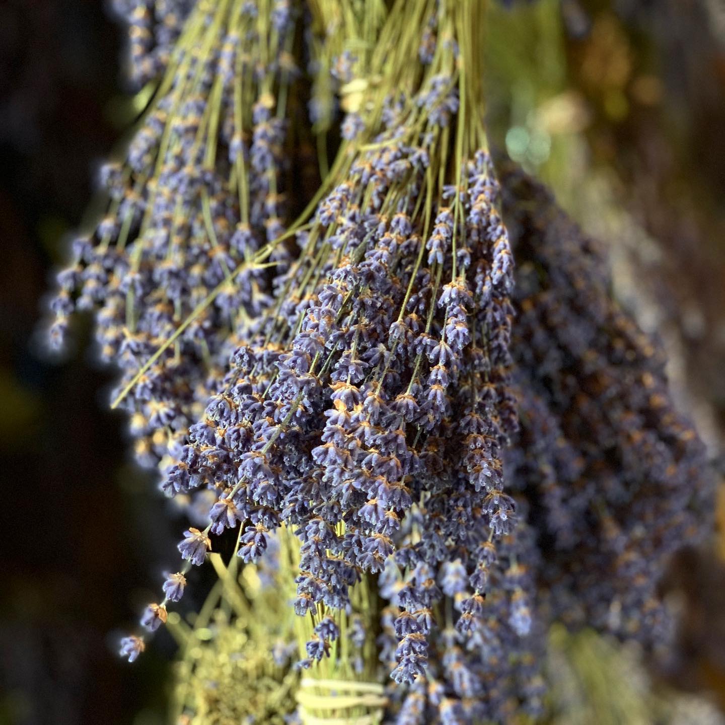 lavender in Sequim, WA