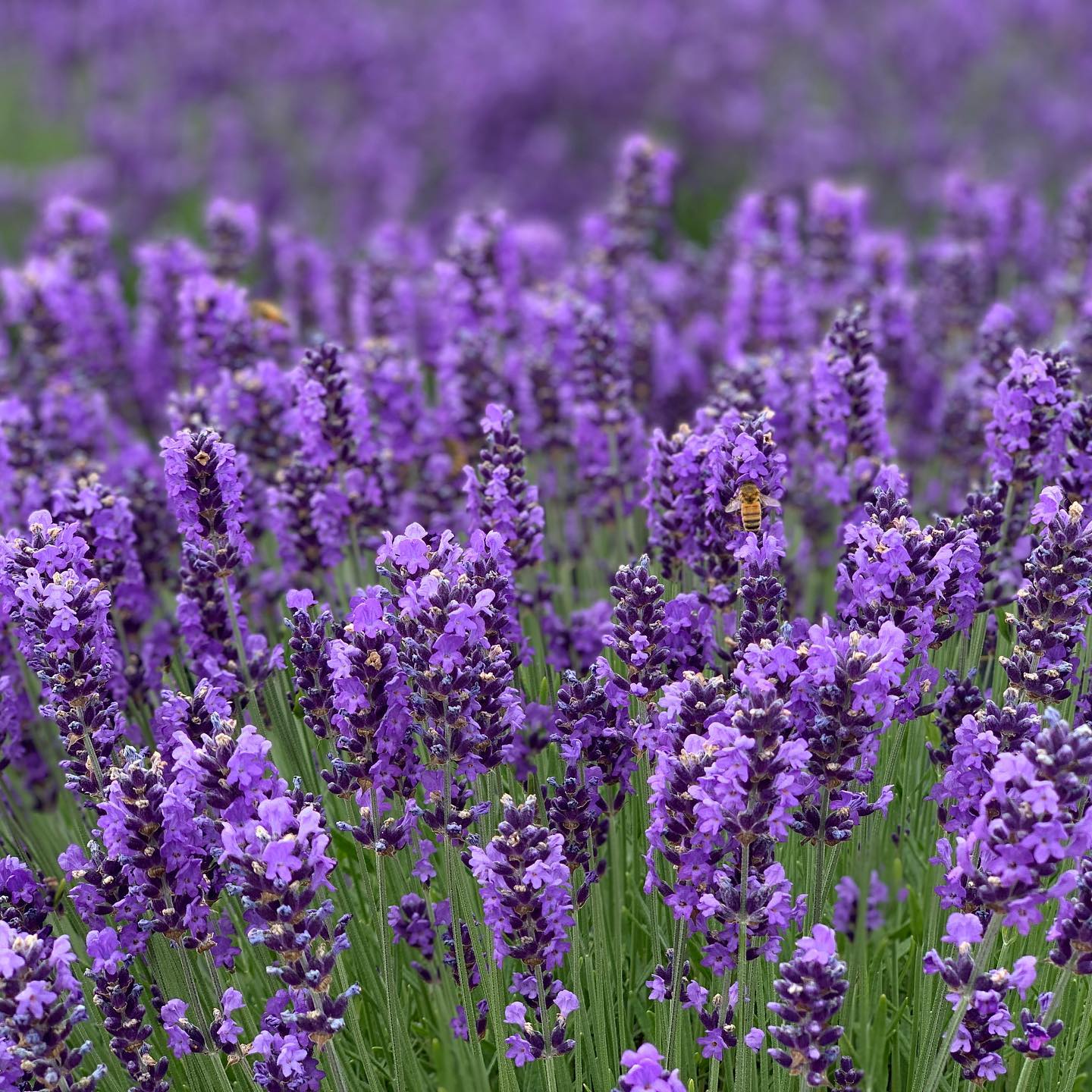 Lavender fields