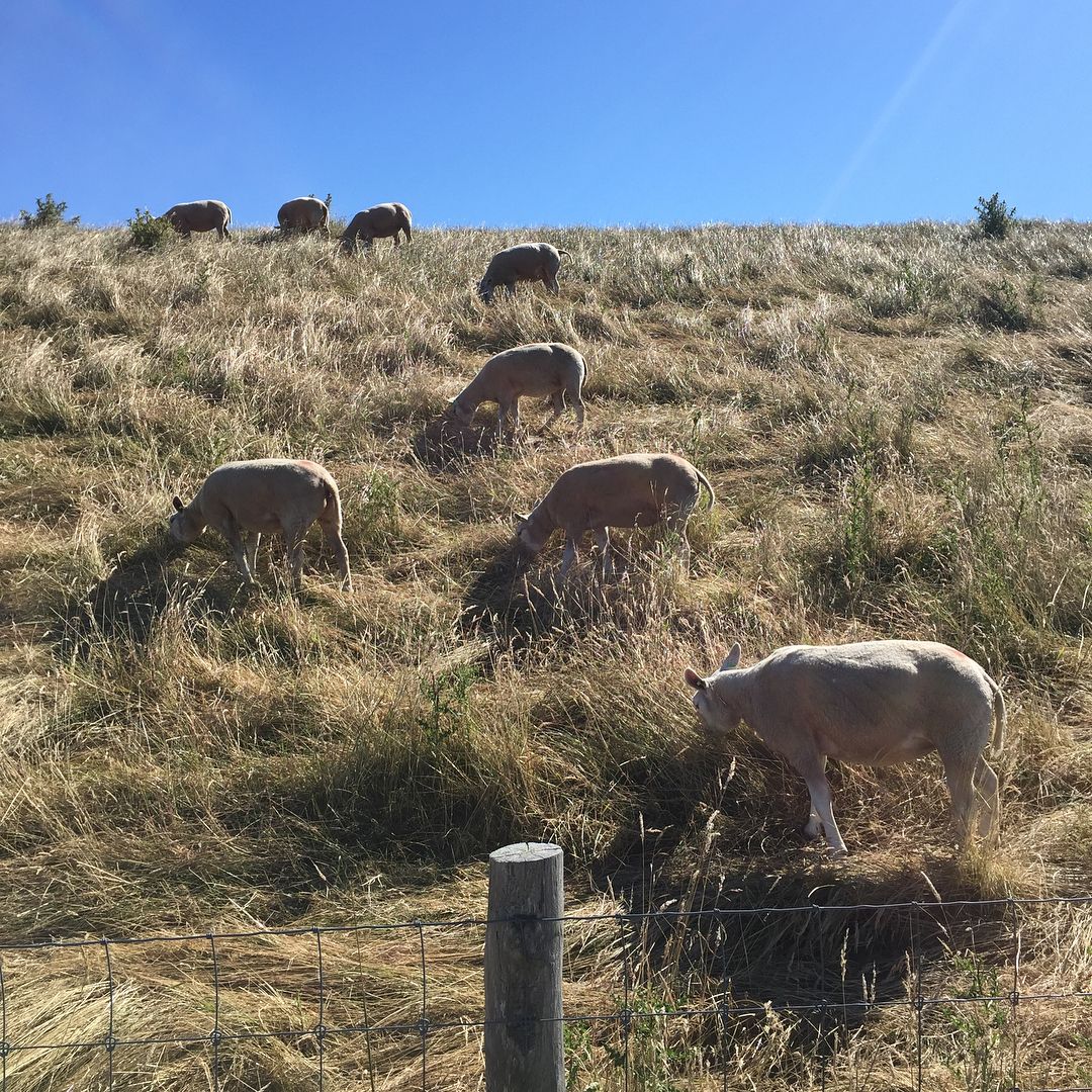 Den Helder sheeps