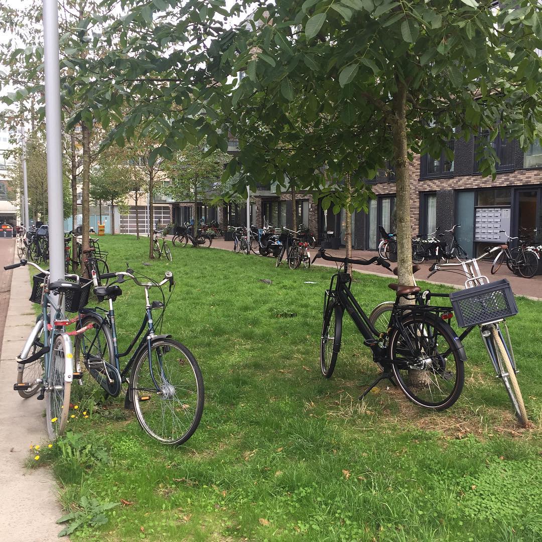 NL bicycles under tree