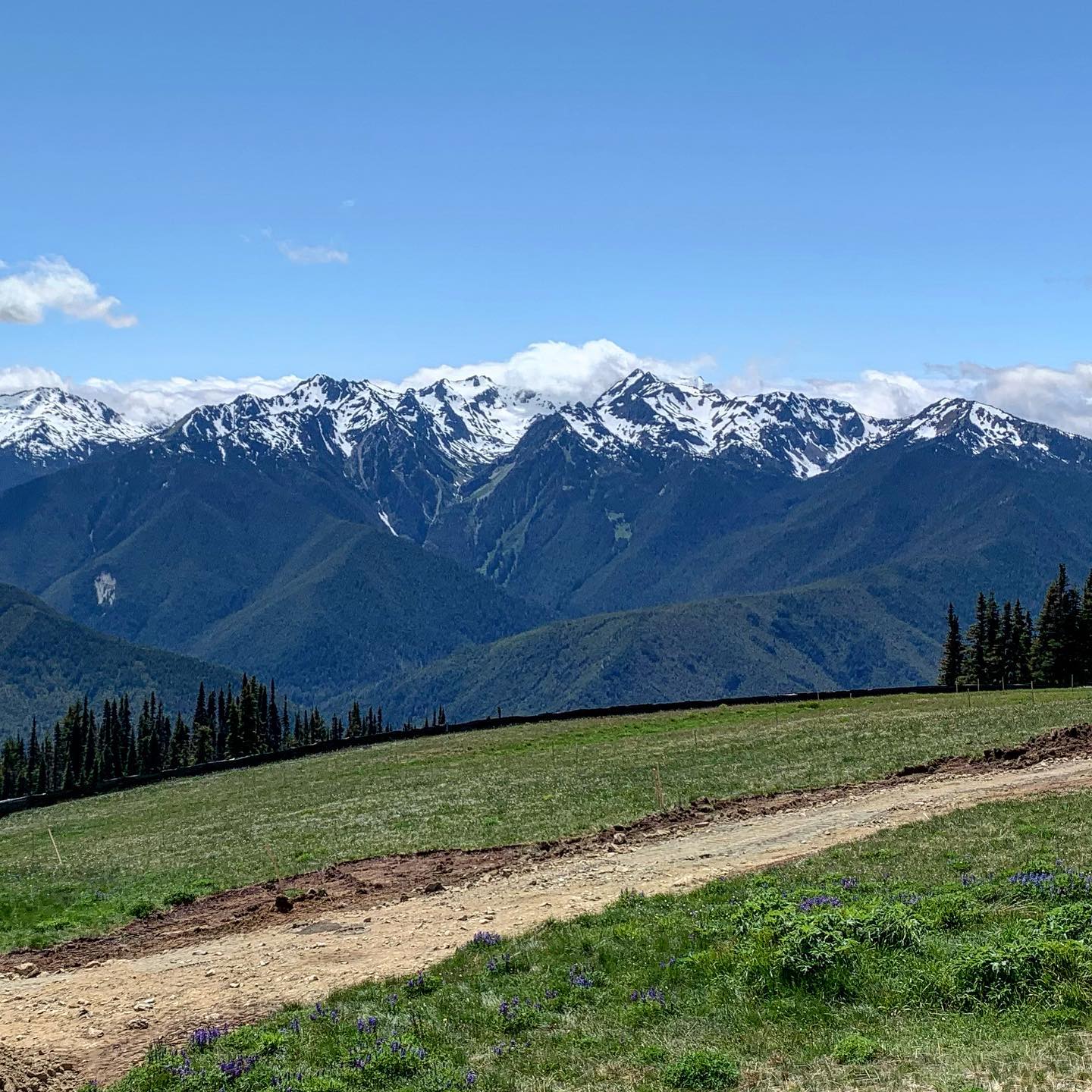 Olympic National Park. Hurricane Ridge 1