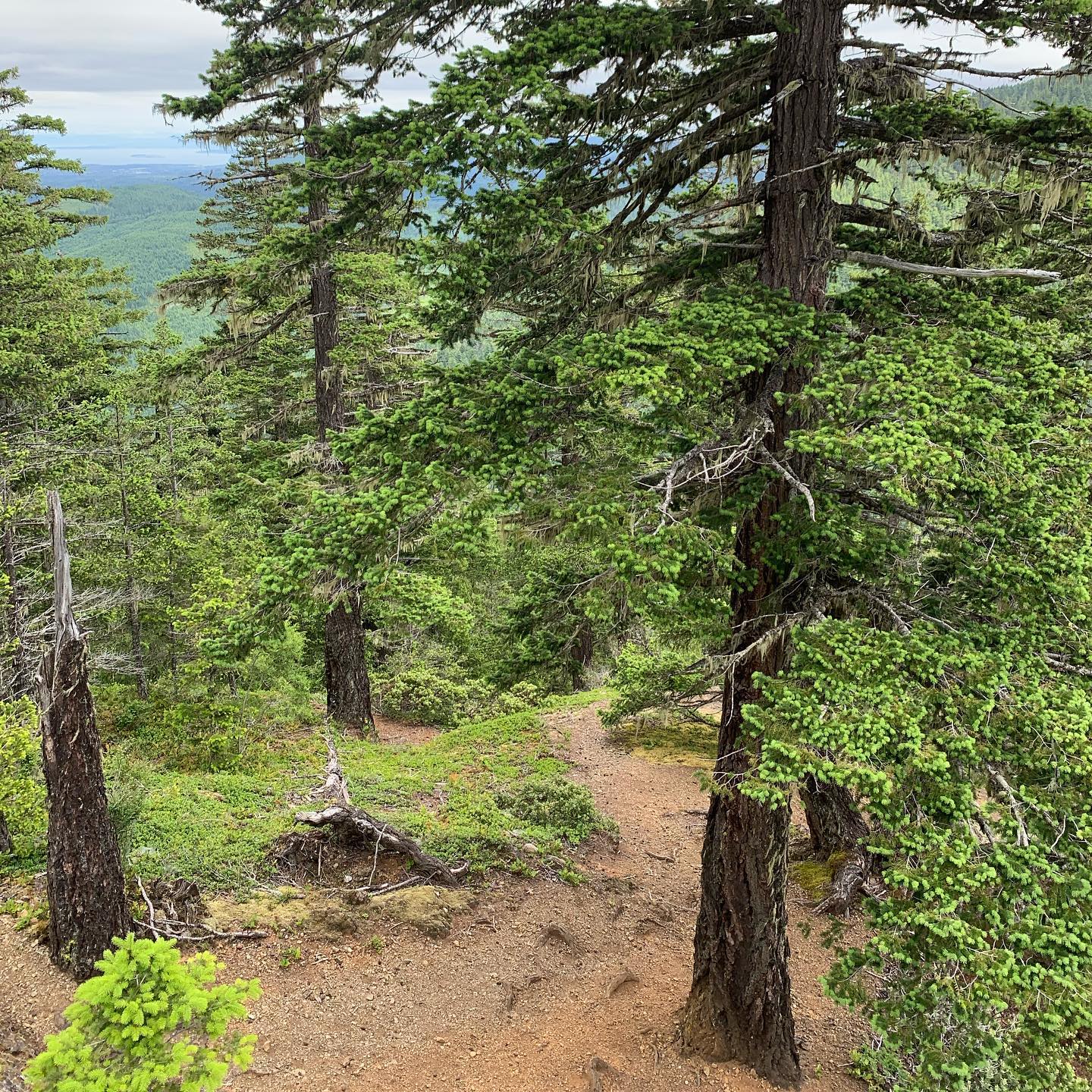 Olympic National Park. Hurricane Ridge 4