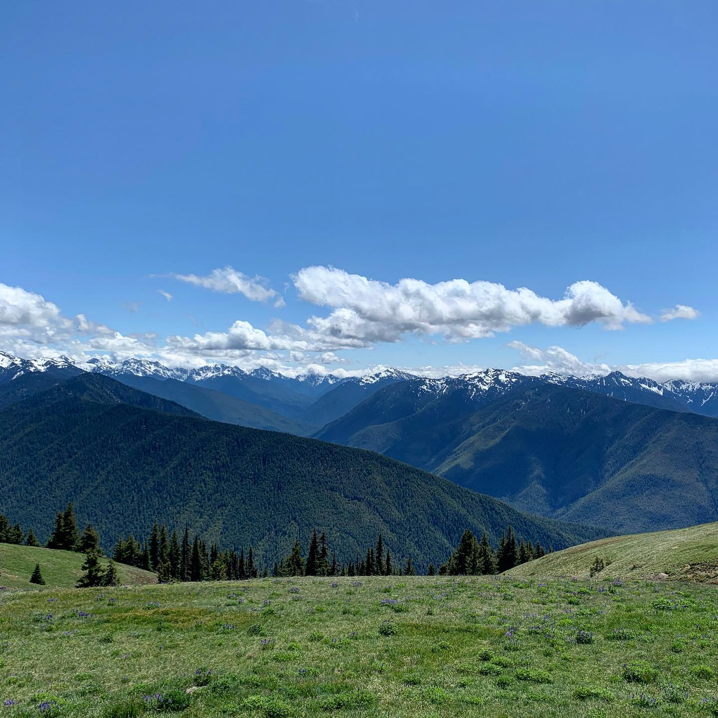 Olympic National Park. Hurricane Ridge