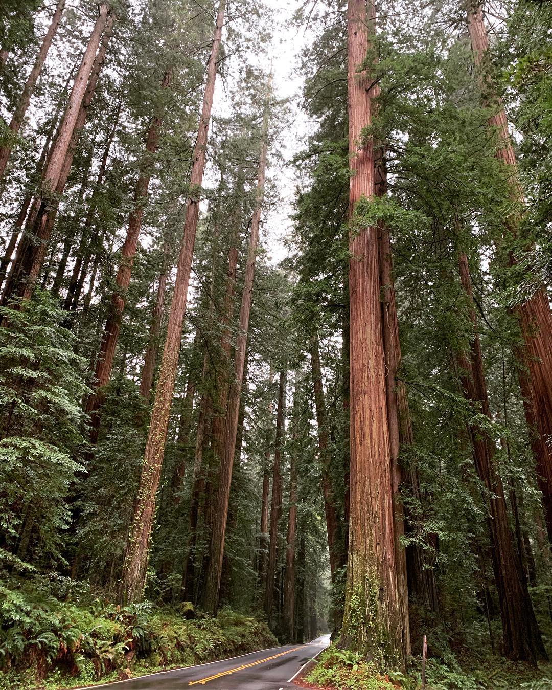 Redwood Forest, CA