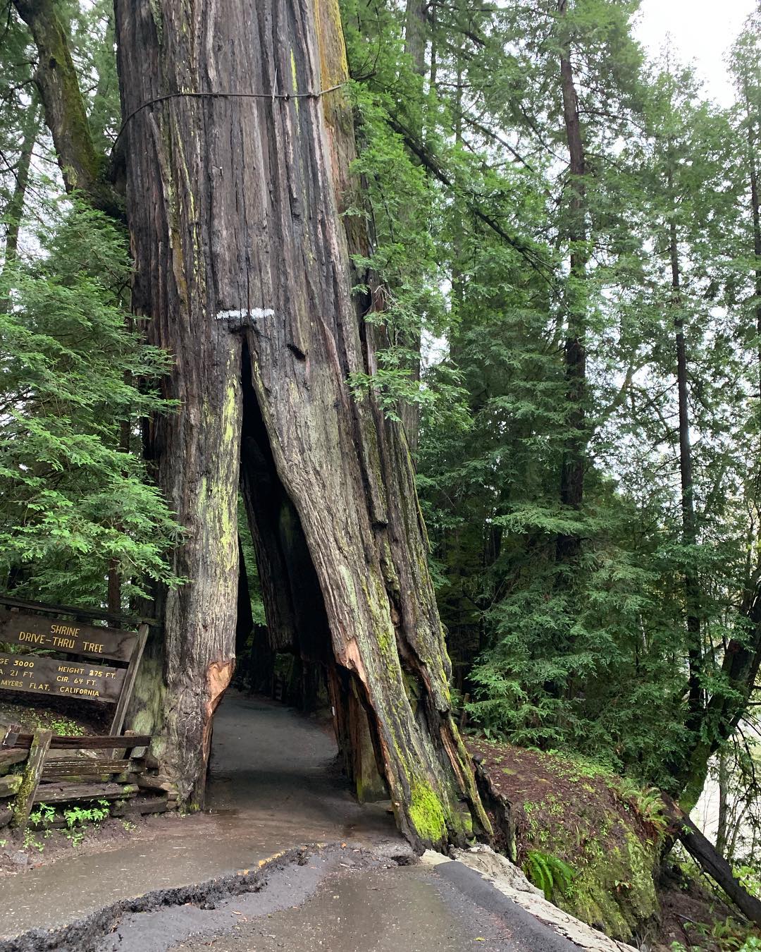 Tree with hole