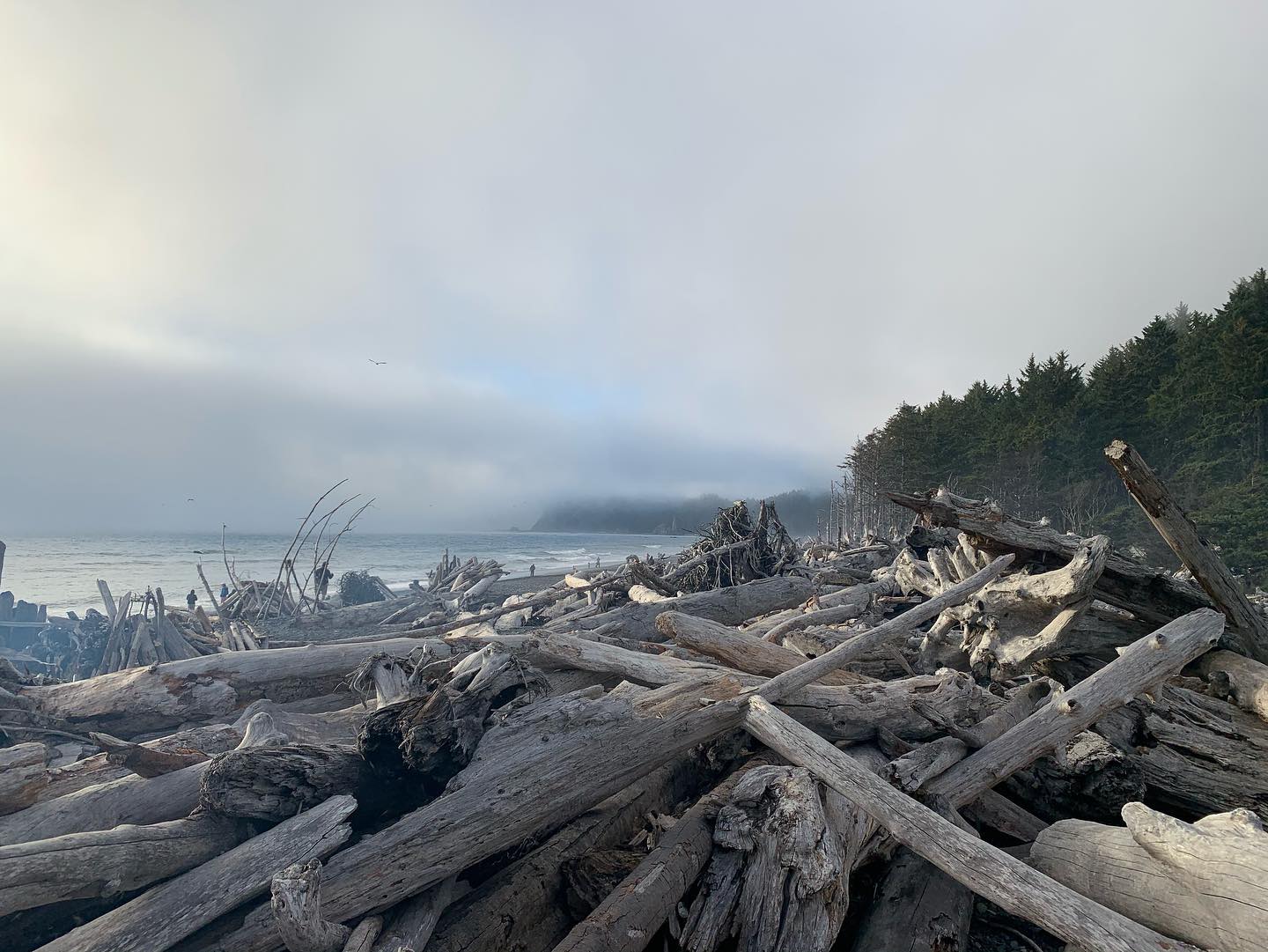 rialto-beach-olympic-peninsula 2