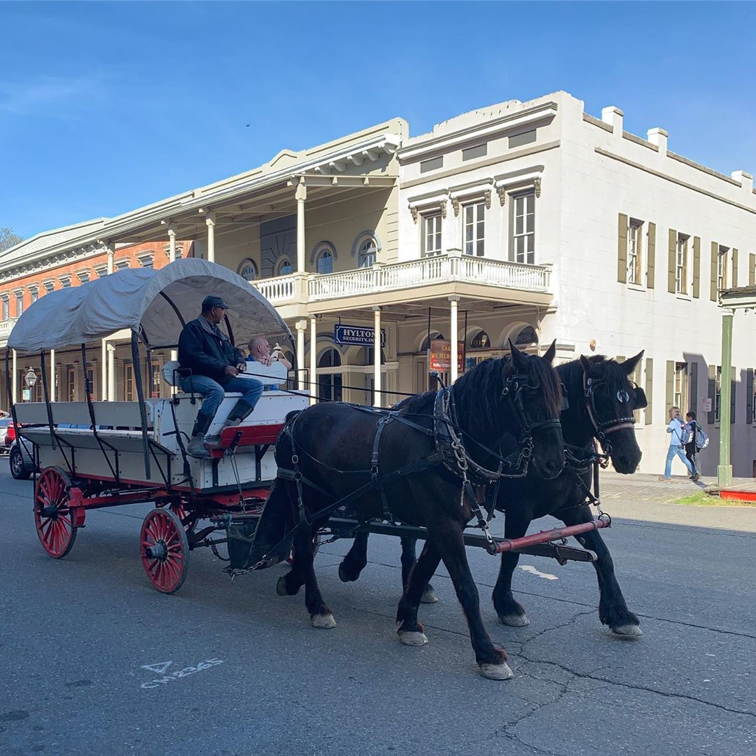 Sacramento horses