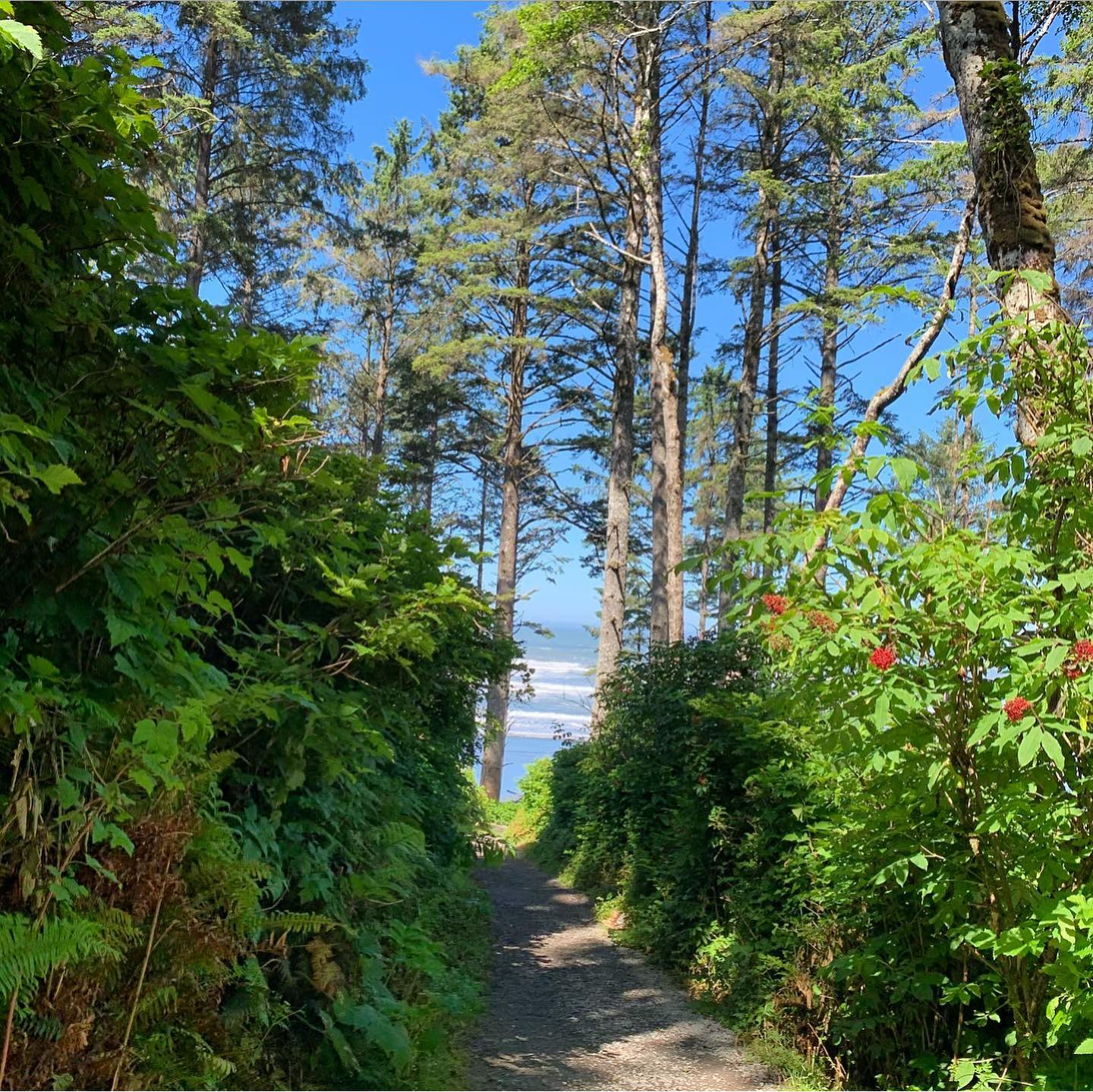 ruby-beach-olympic-peninsula 2