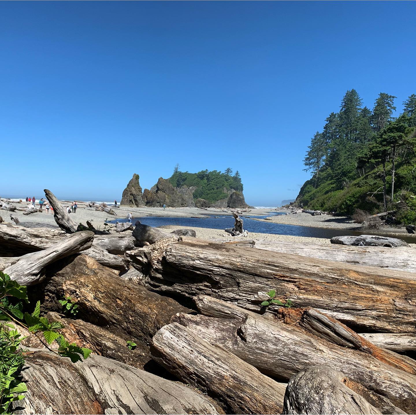 ruby-beach-olympic-peninsula 4