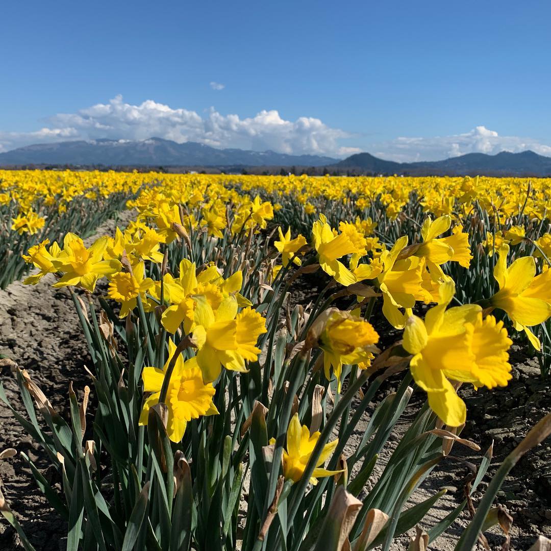 Skagit Valley tullip field