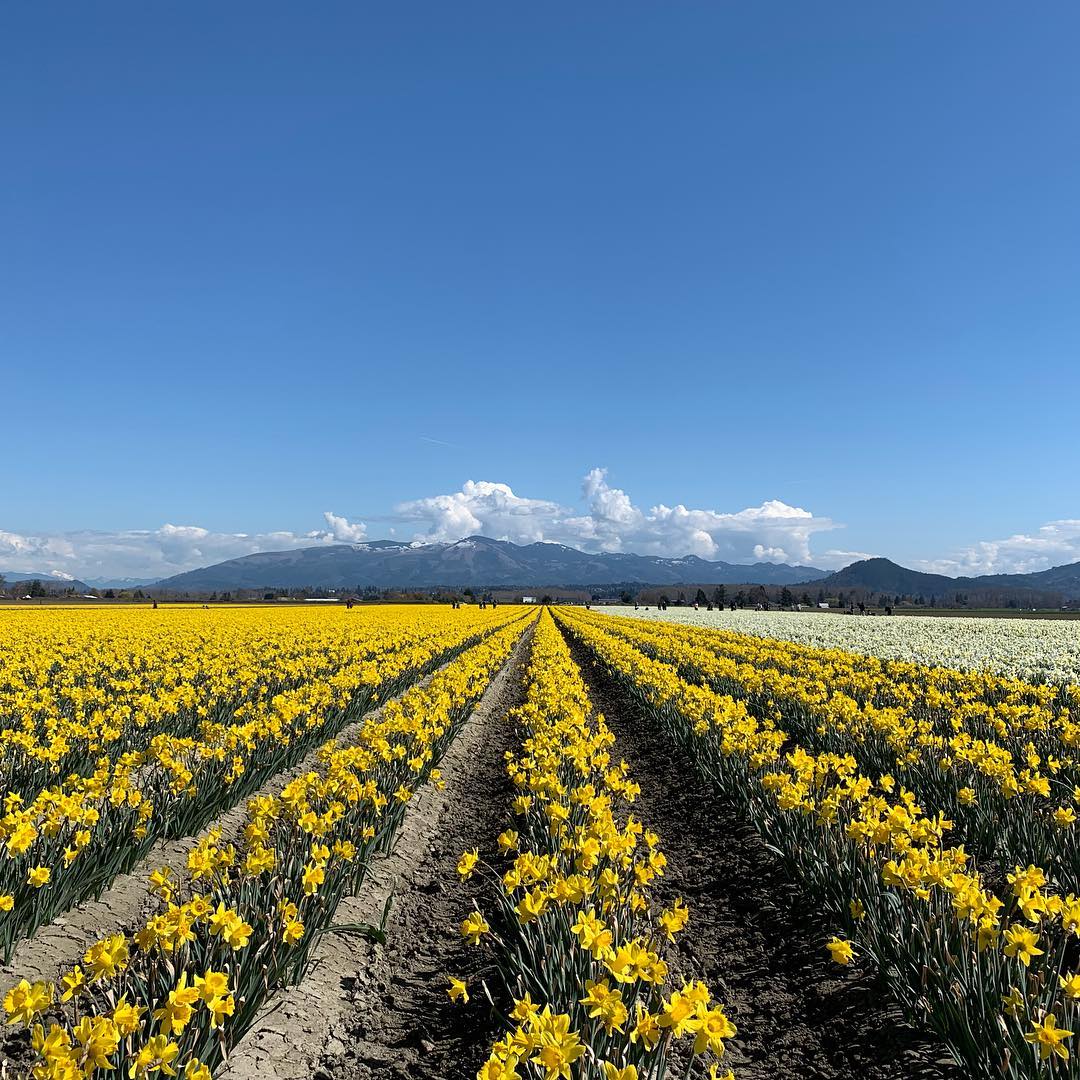 Skagit Valley tullip field 2