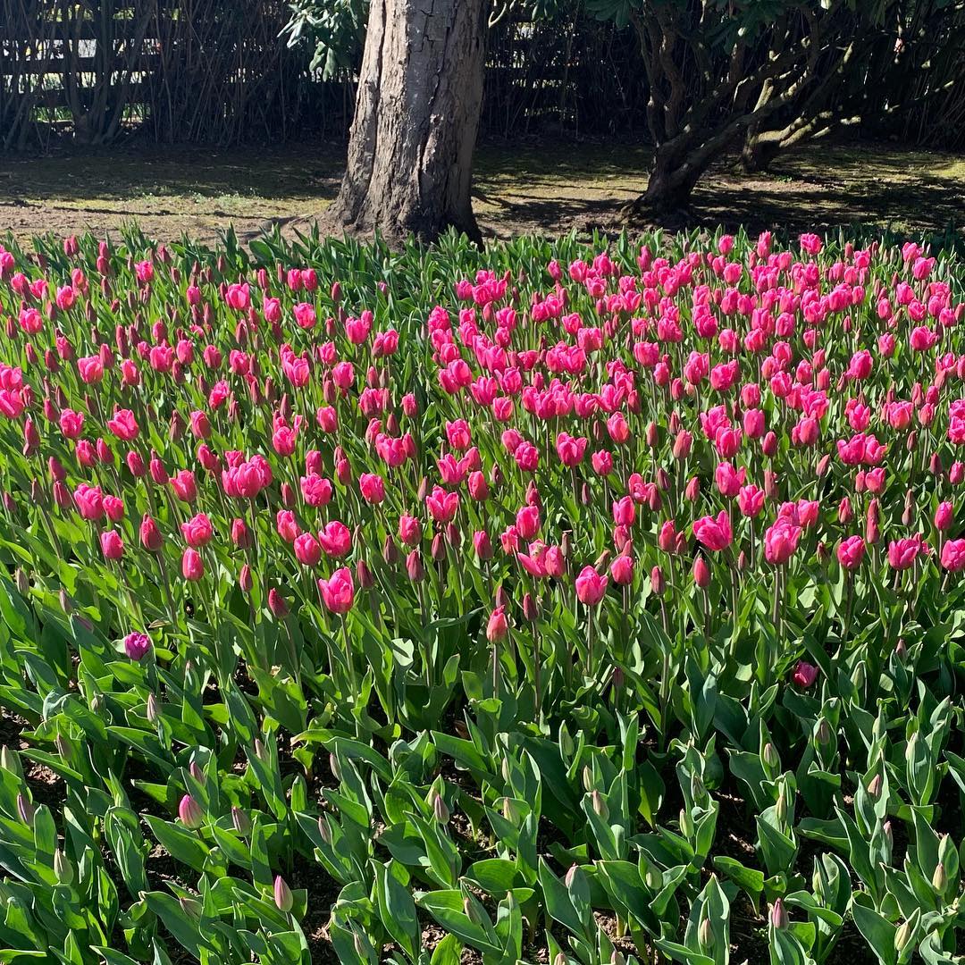 Skagit Valley tullips