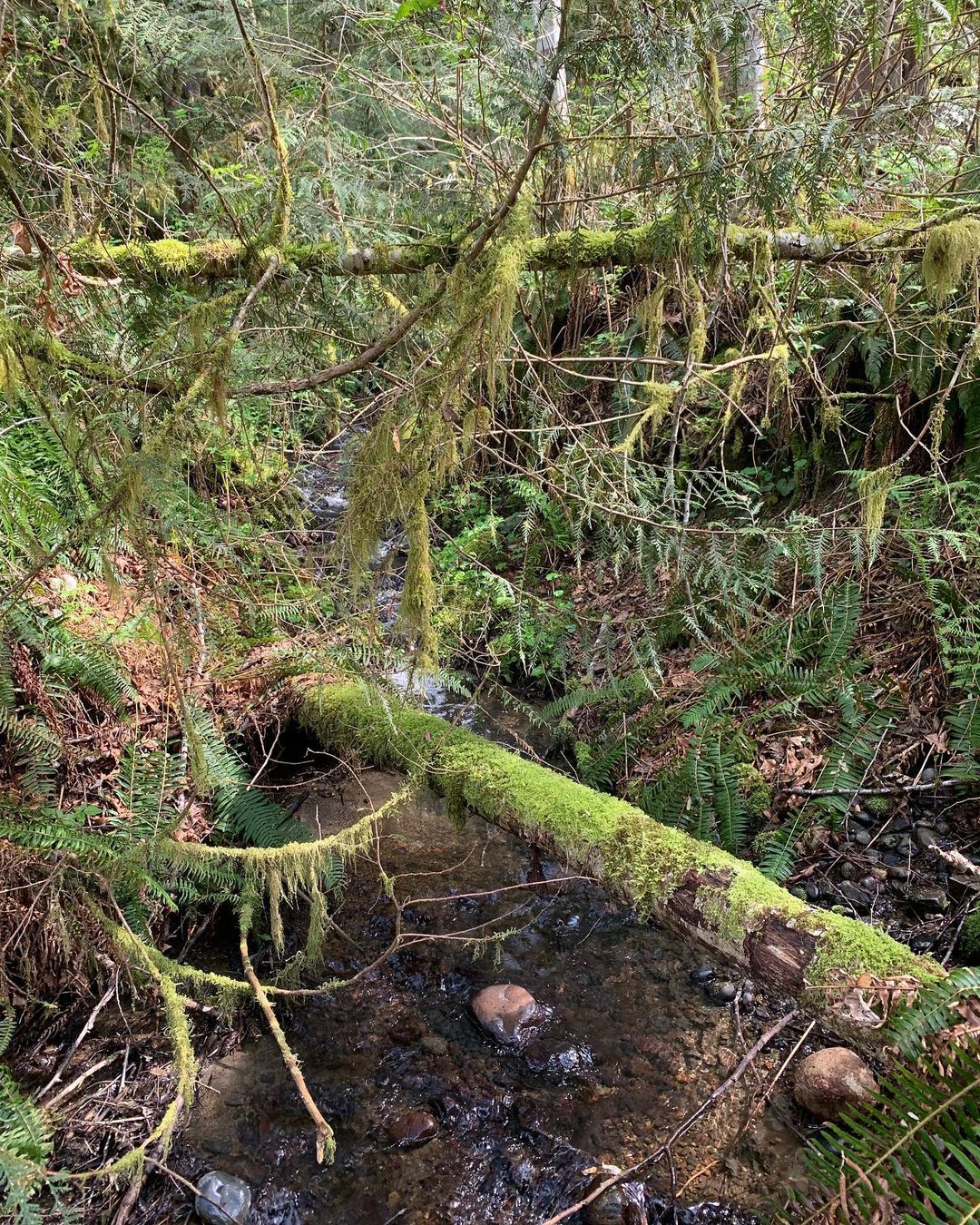 Forest on the trail